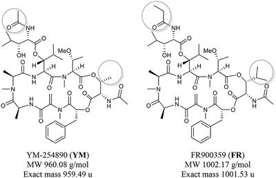 Sensitive LC-MS/MS Method for the Quantification of Macrocyclic Gαq Protein Inhibitors in Biological Samples